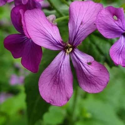 Lunaria rediviva — flower