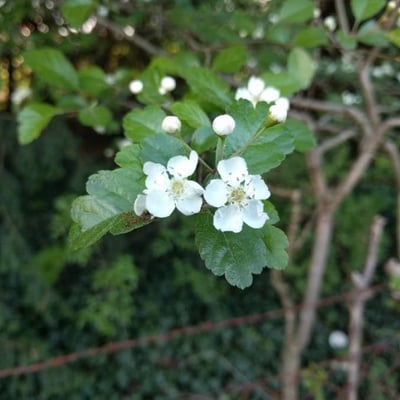 Crataegus laevigata — flower