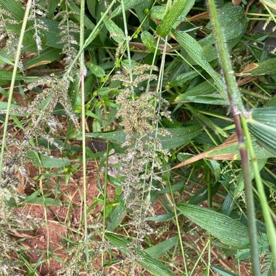Setaria palmifolia — flower