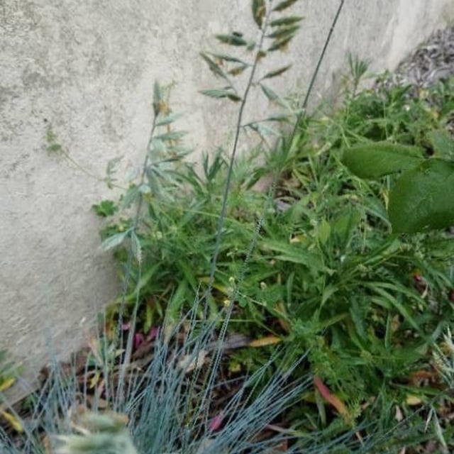 Festuca filiformis — flower