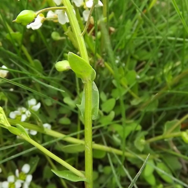 Cochlearia anglica — flower
