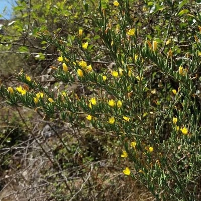 Lactuca viminea — flower