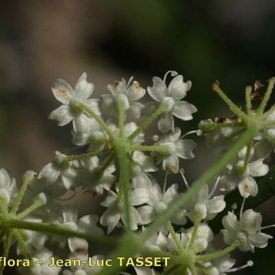 Pimpinella tragium — flower