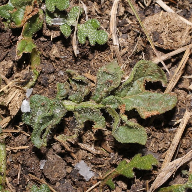 Solanum acaule — leaf