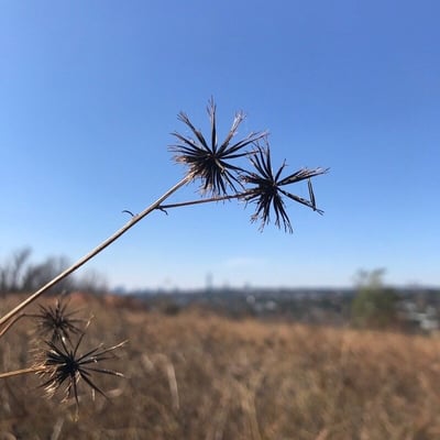 Bidens subalternans — flower