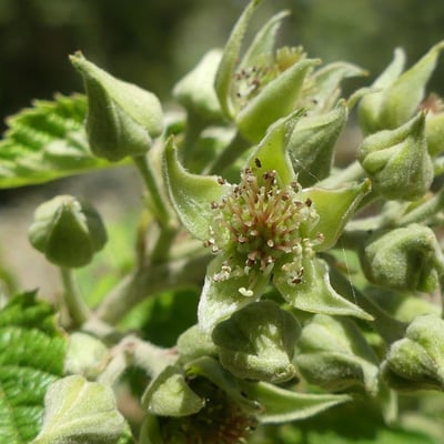 Rubus apetalus — flower