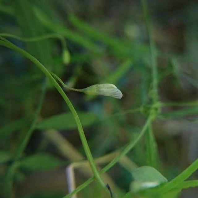 Vicia tetrasperma — flower
