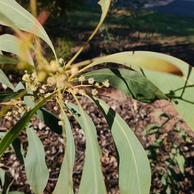 Acacia falcata — leaf