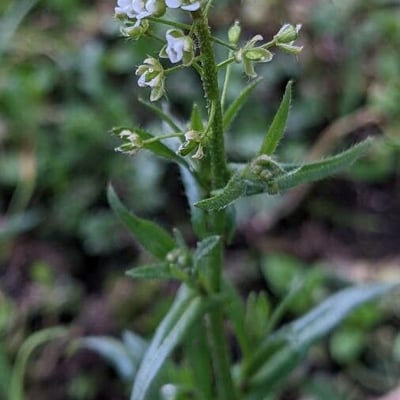 Lepidium campestre — flower