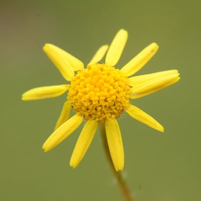 Senecio lividus — flower