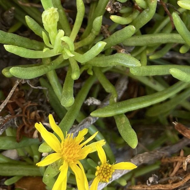 Limbarda crithmoides — flower