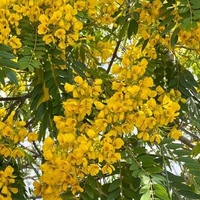 Senna spectabilis — flower