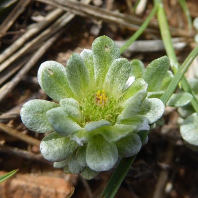 Filago pygmaea — flower