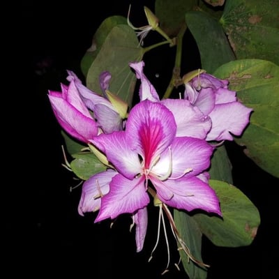 Bauhinia variegata — flower