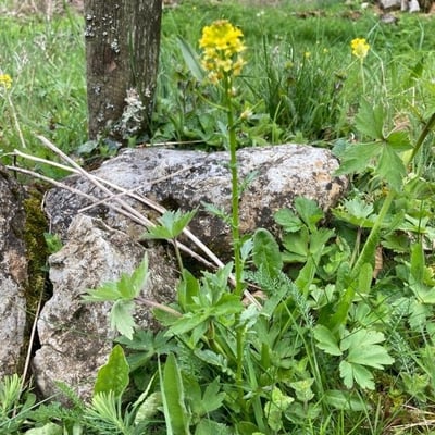 Barbarea intermedia — flower