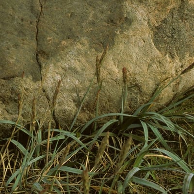 Leymus mollis — habit