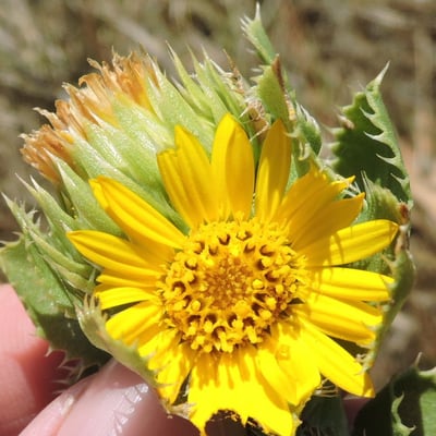 Grindelia ciliata — flower