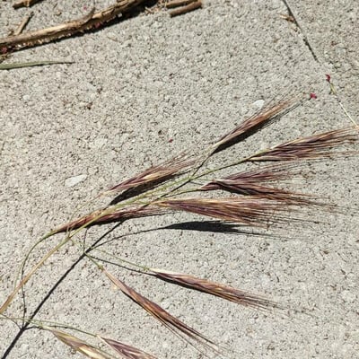 Bromus diandrus — flower
