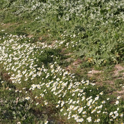 Chamaemelum fuscatum — flower