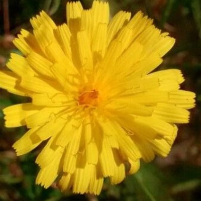 Crepis foetida — flower
