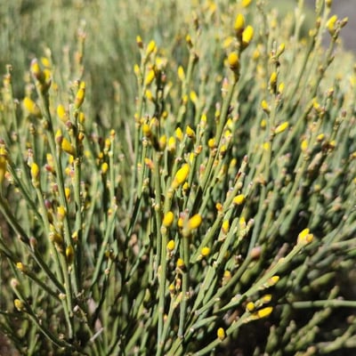 Cytisus oromediterraneus — flower