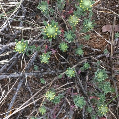 Alyssum alyssoides — flower