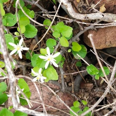 Coptis trifolia — flower