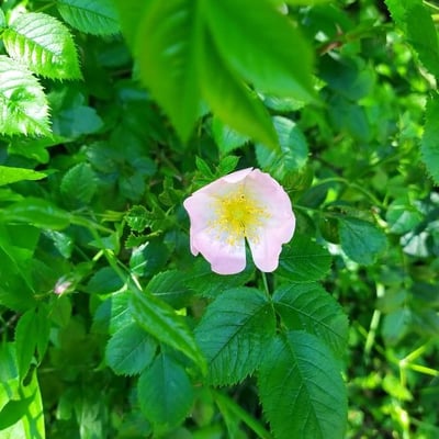 Rosa corymbifera — flower
