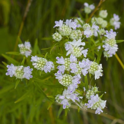 Pycnanthemum tenuifolium — flower