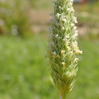 Phalaris minor — flower