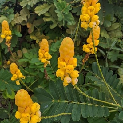 Senna alata — flower