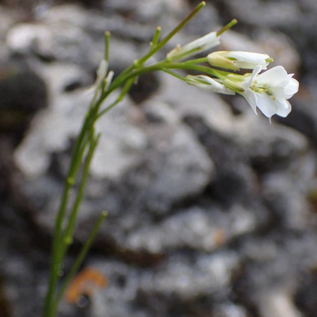 Arabis collina — flower