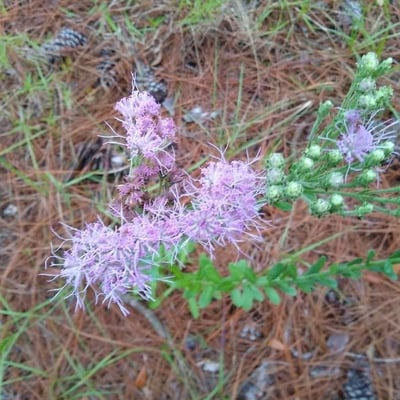 Liatris aspera — flower