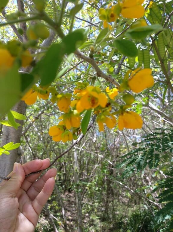 Flor de san jose