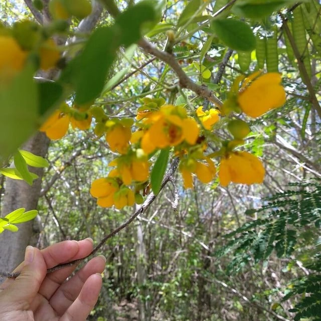 Senna atomaria — flower