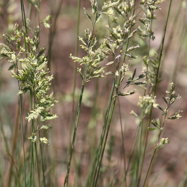 Festuca cinerea — flower