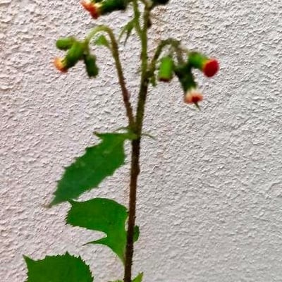 Emilia sonchifolia — flower