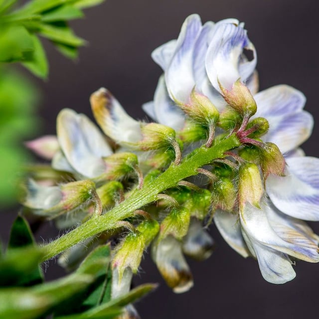 Vicia orobus — flower