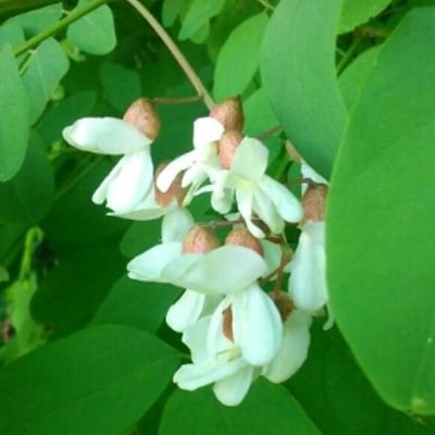 Robinia pseudoacacia — flower