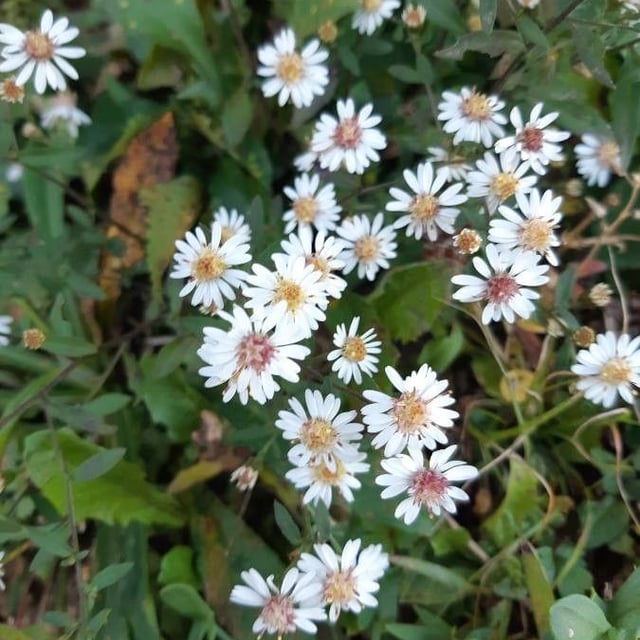 Eurybia macrophylla — flower