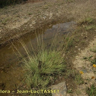 Deschampsia media — habit