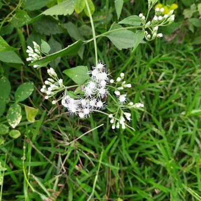 Eupatorium serotinum — flower