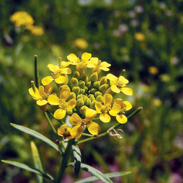Erysimum cheiranthoides — flower