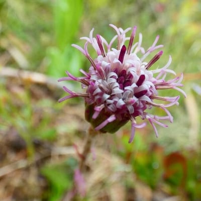 Homogyne alpina — flower