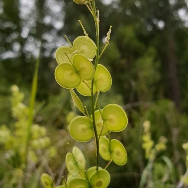 Biscutella laevigata — flower