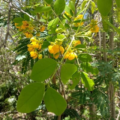 Senna atomaria — flower