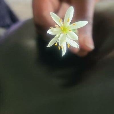 Nothoscordum bivalve — flower