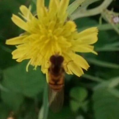 Podospermum laciniatum — flower