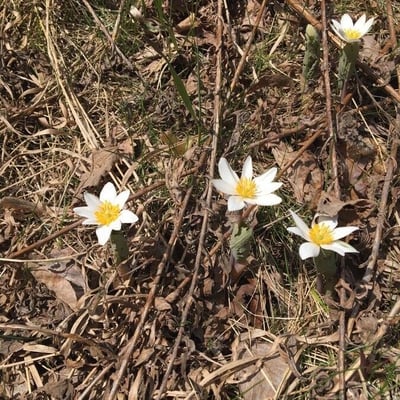 Sanguinaria canadensis — flower