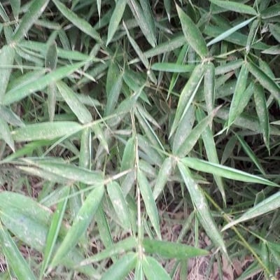 Arundinaria gigantea — leaf